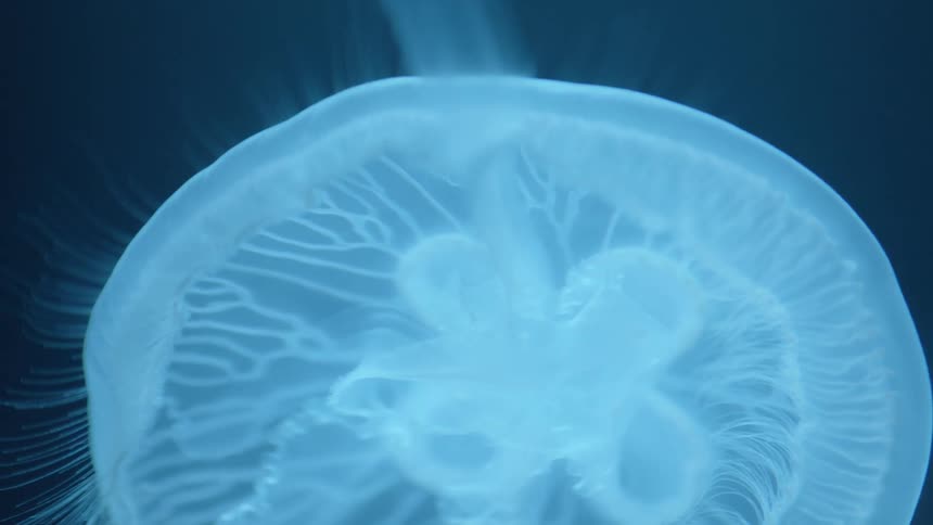 A jellyfish swimming underwater