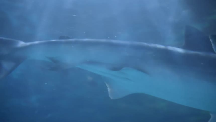 A shark swims downward toward the bottom of the sea