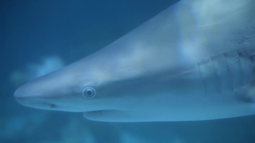 A light grey shark swims underwater in the ocean