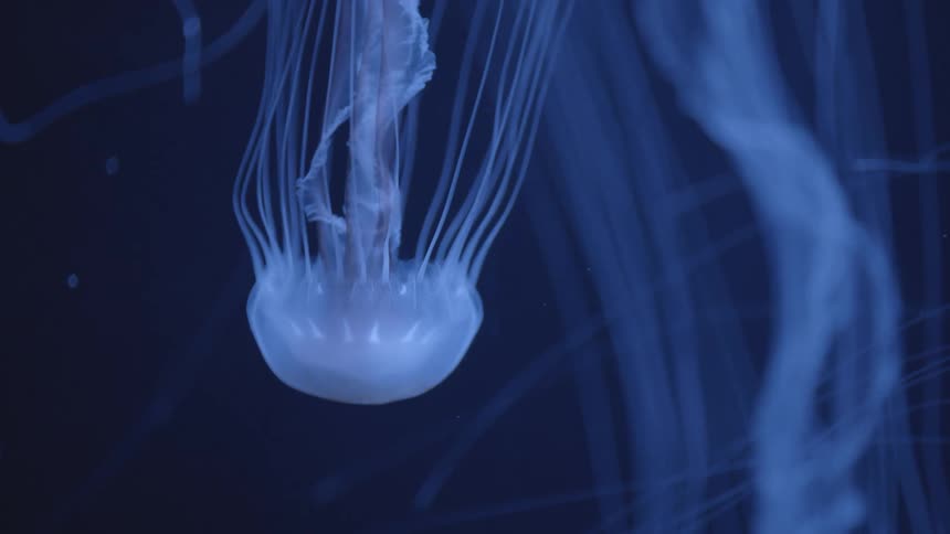 Jellyfish are swimming in the ocean