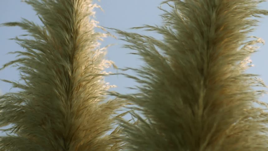 Wind blowing through tall grass in the daytime