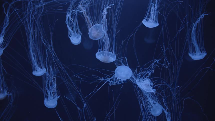 Jellyfishes swimming underwater