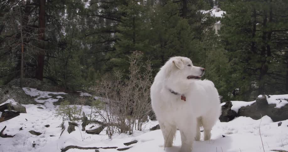 A dog walks through a snowy forest and then stops and looks around
