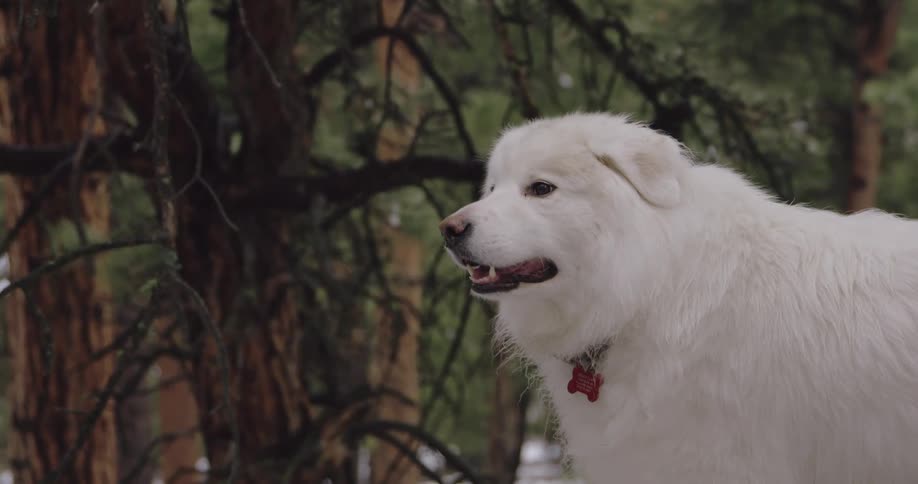 White furred dog stands on snowy ground in forest near trees