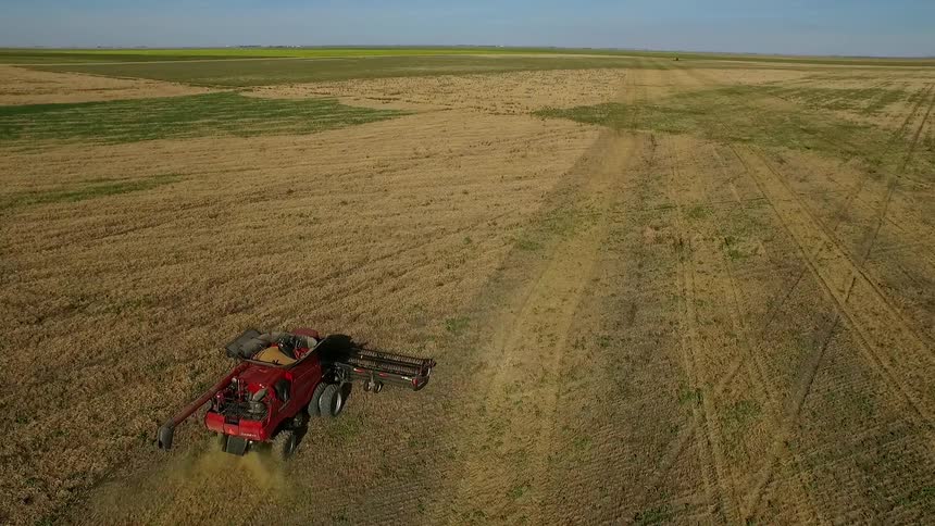 A combine works a field of gold grain