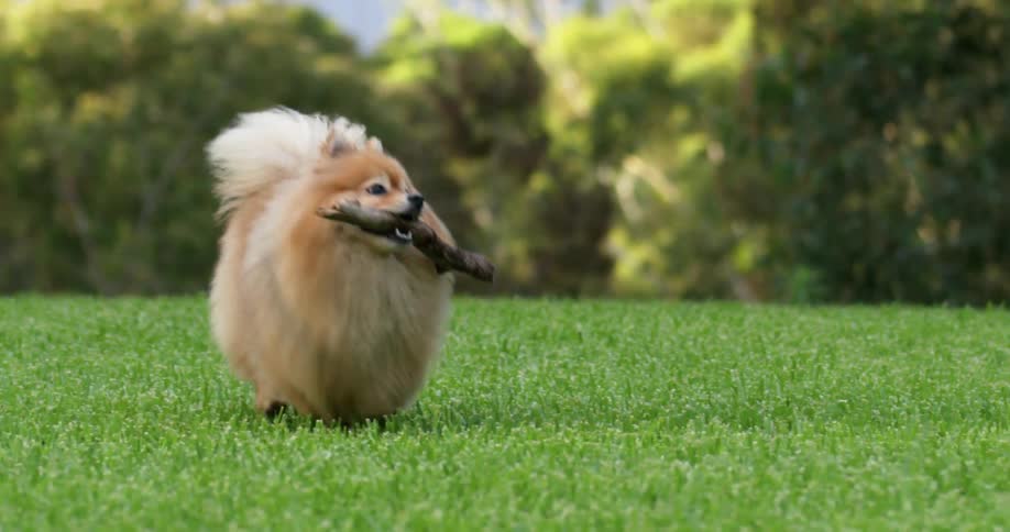 Long haired dog runs across lawn carrying stick in its mouth