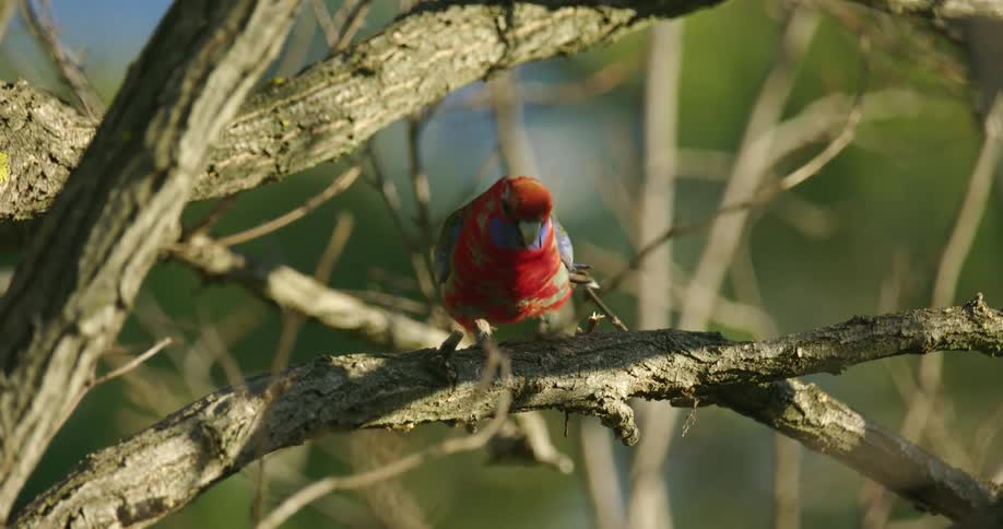 Colorful feathered parrot flies from one branch to another