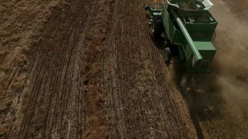 Combine harvesting wheat