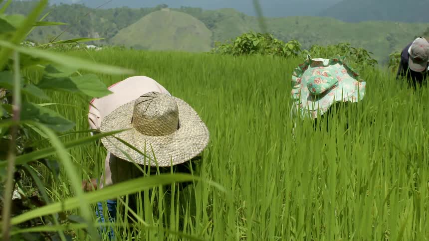 Workers in a tall grassy field