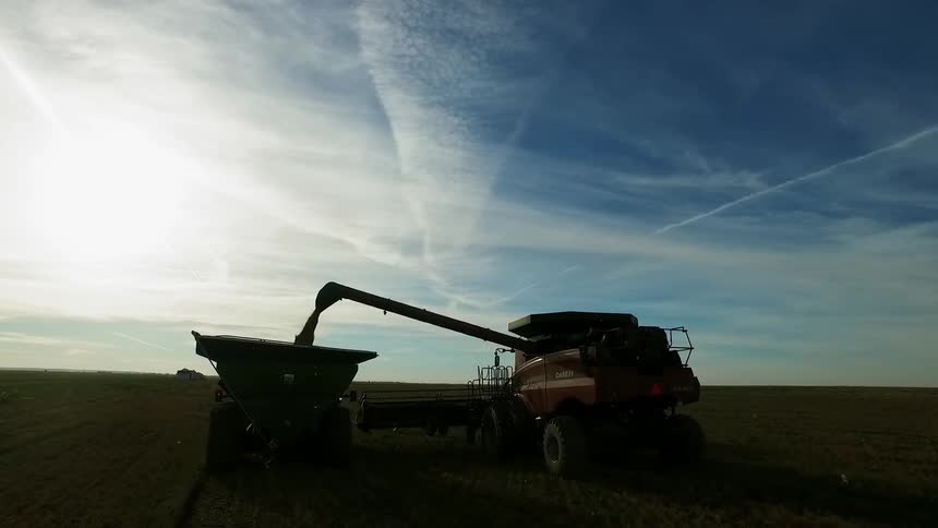A large farm vehicle is processing crops on a field