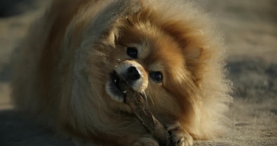 A dog laying outside chewing on a bone