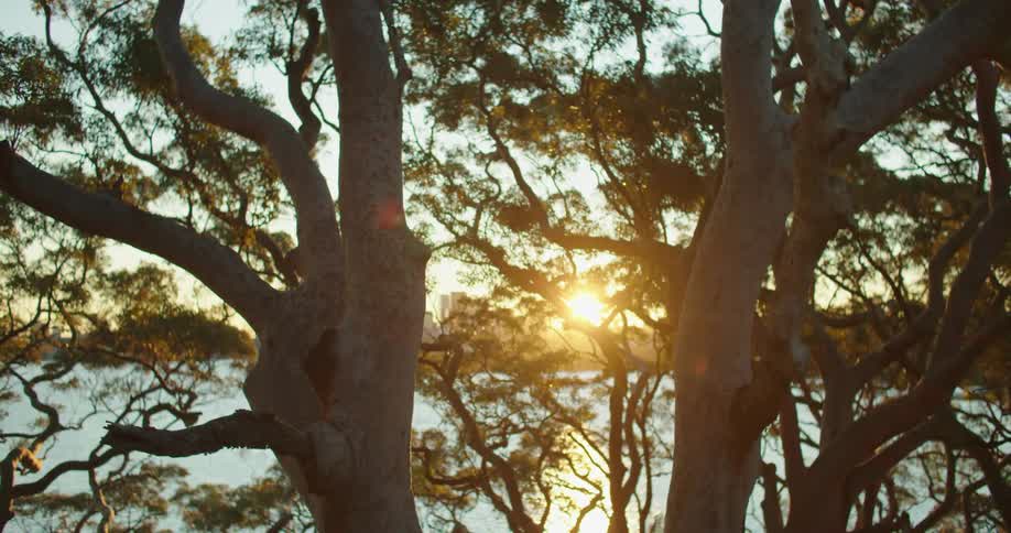 Trees are by a lake at dusk
