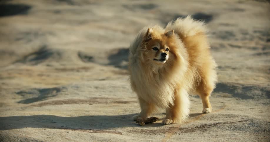 A dog stands on a rock surface and looks around