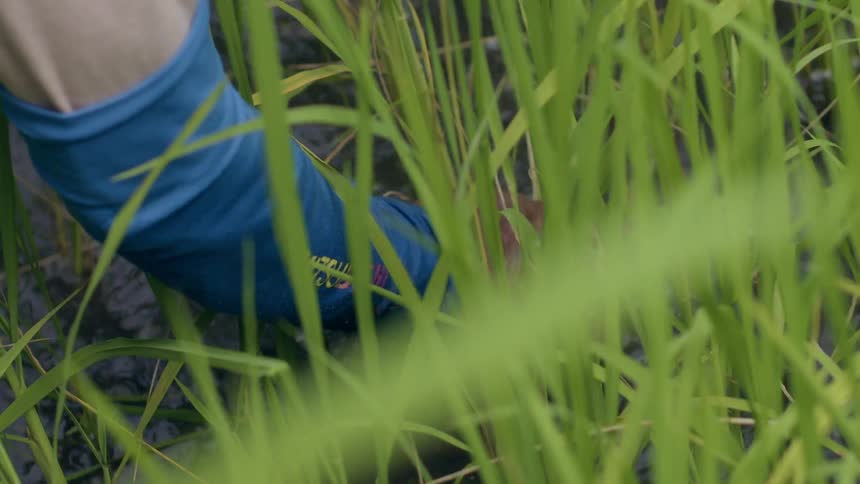 A hand working in a rice paddy