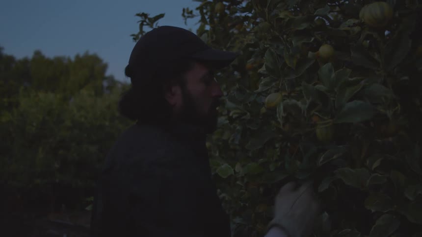 A man picks citrus fruit off a tree as a spot light shines on him breifly