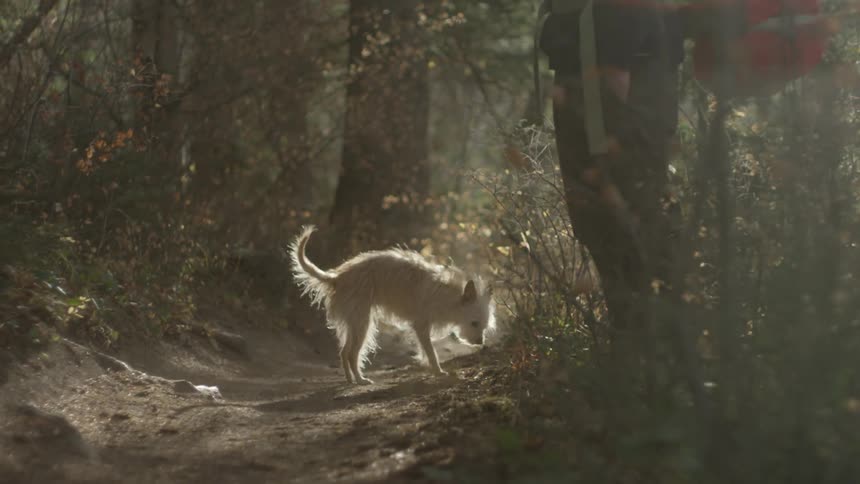 White dog trots along dirt path through woods smelling ground stopping near person with large pack to wag tail