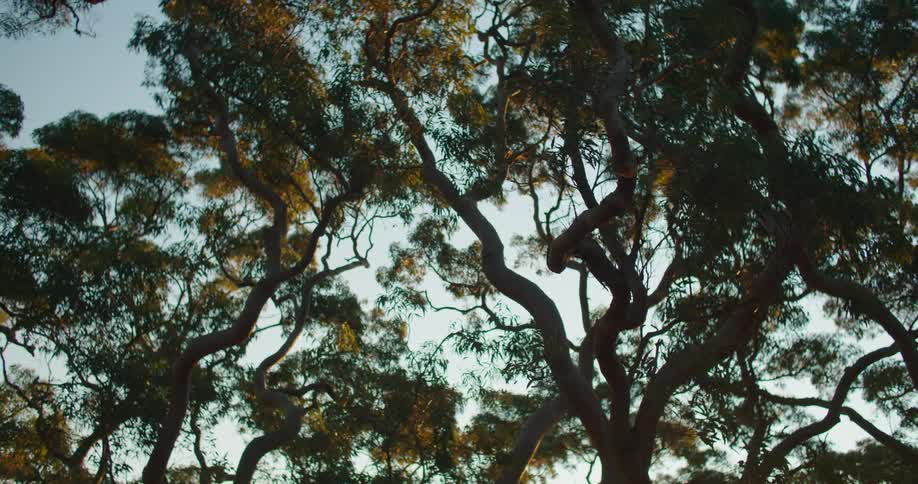 Big trees with strong branches on a clear day