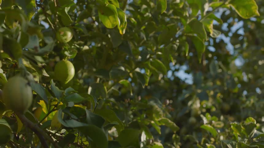 Lemon being picked