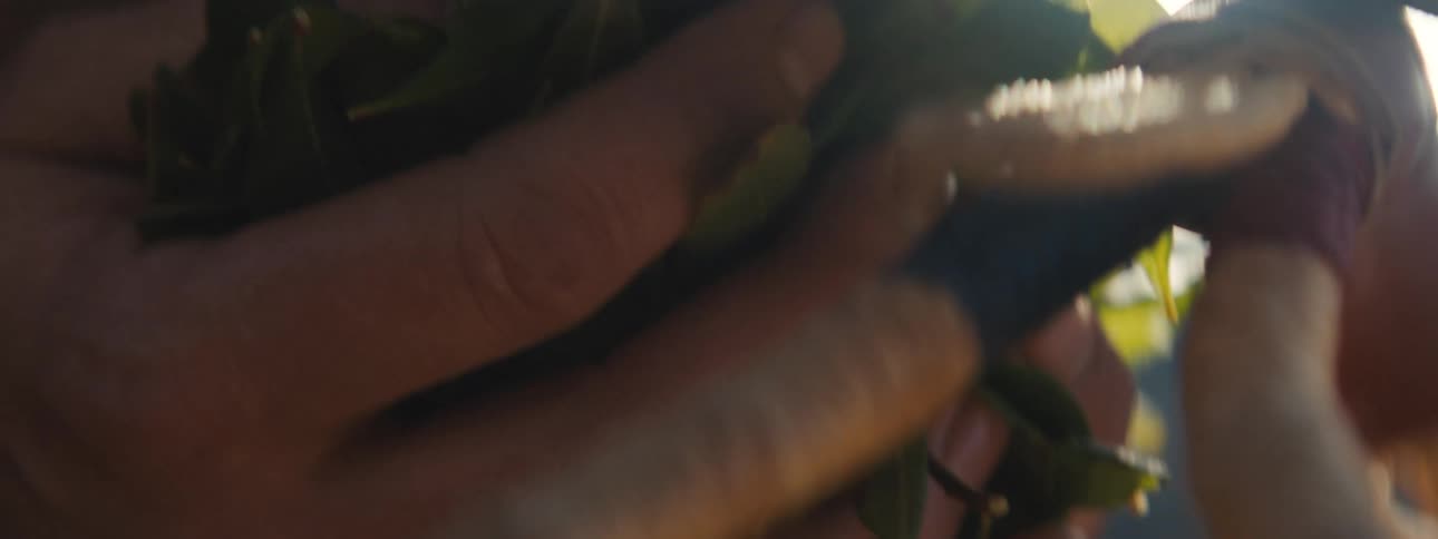 A man is outdoors and smelling plants