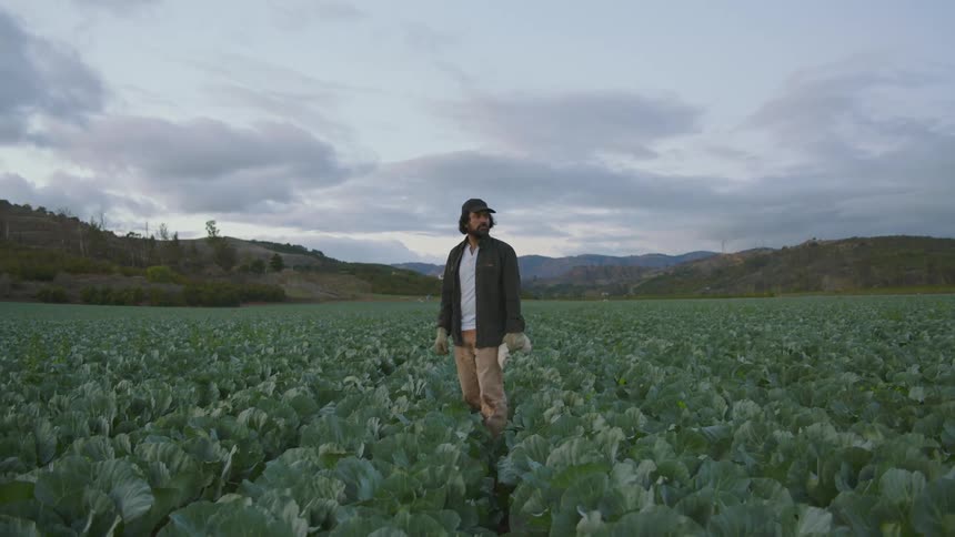 Man stands looking around in field of cabbages bordered by hills
