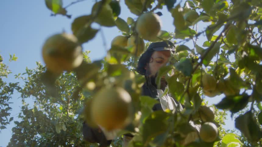 A man picks fruit off a fruit tree