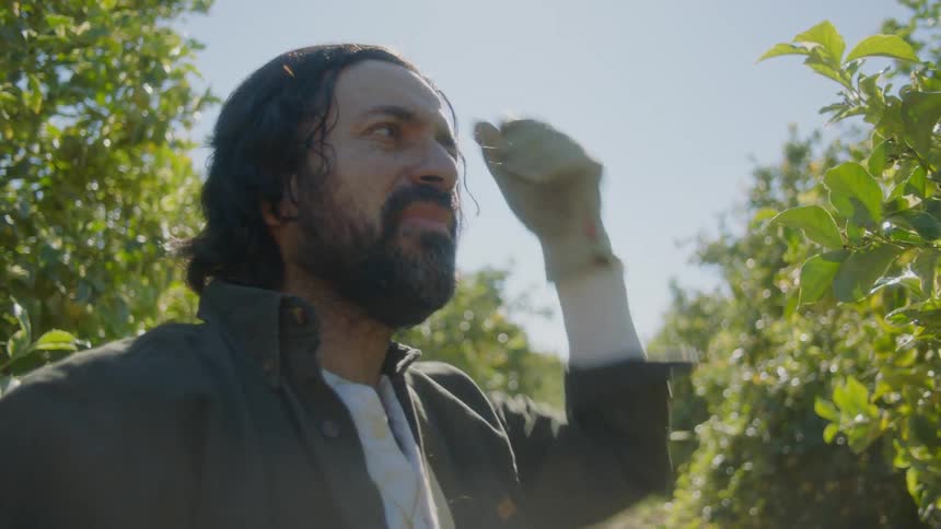 Bearded man wipes sweat from his forehead as he picks fruit from the trees in an orchard