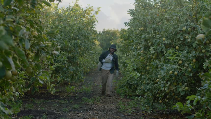 A worker walks through a lemon orchard with a bulging canvas bag