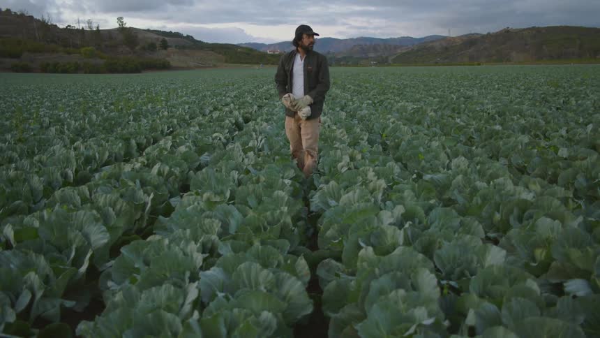 Man looking at crops