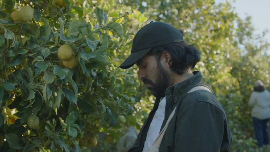 Man picking fruit