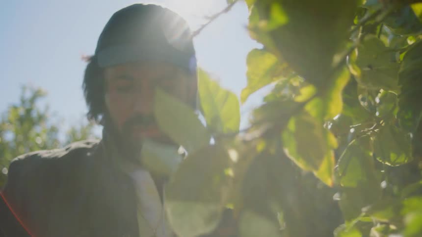 A farm worker picks lemons from a tree and throws them in a canvas bag