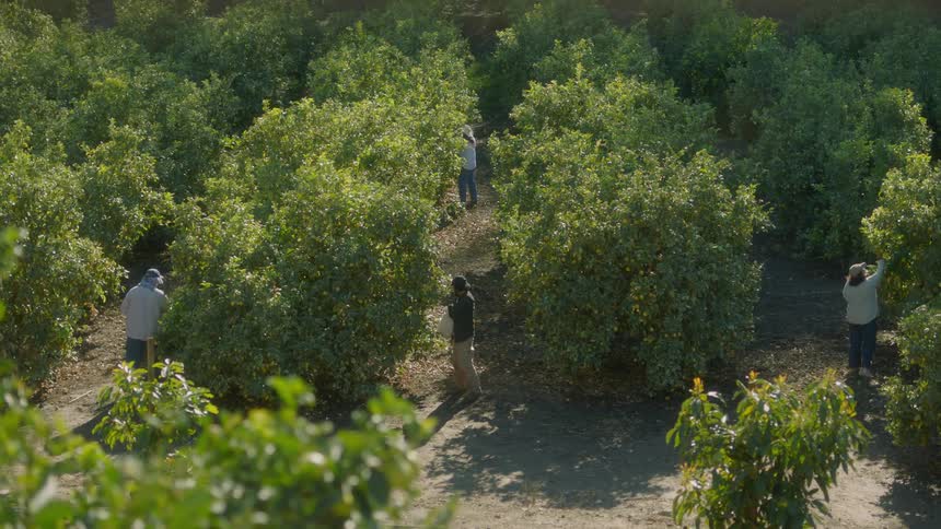 People standing in an orchard picking fruits from trees