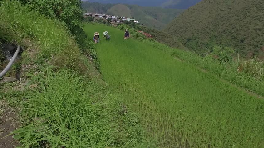 Aerial view of workers performing their craft in tall grass