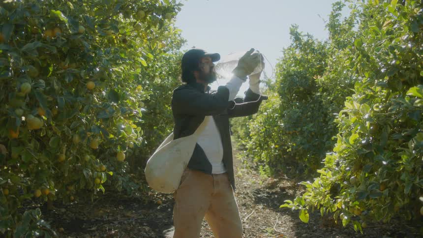 A man working in an orchard picks up water from off of the ground and drinks at daytime