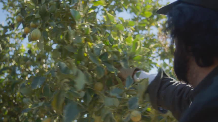 Man picks fruit from orchard tree under blue sky on sunny day