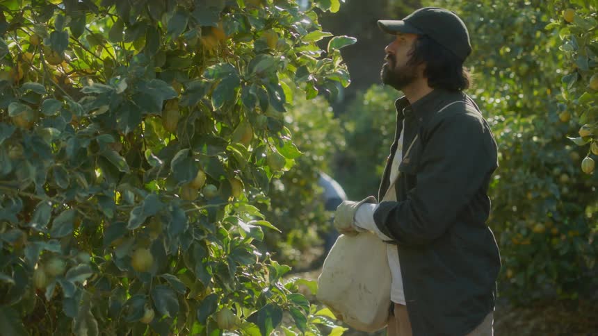 A man in an orchard picks fruit from a tree