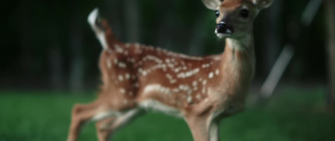 Deer calf scaredly running away in a grass field