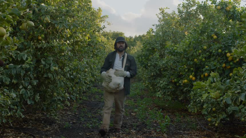 Human walking between lemon trees