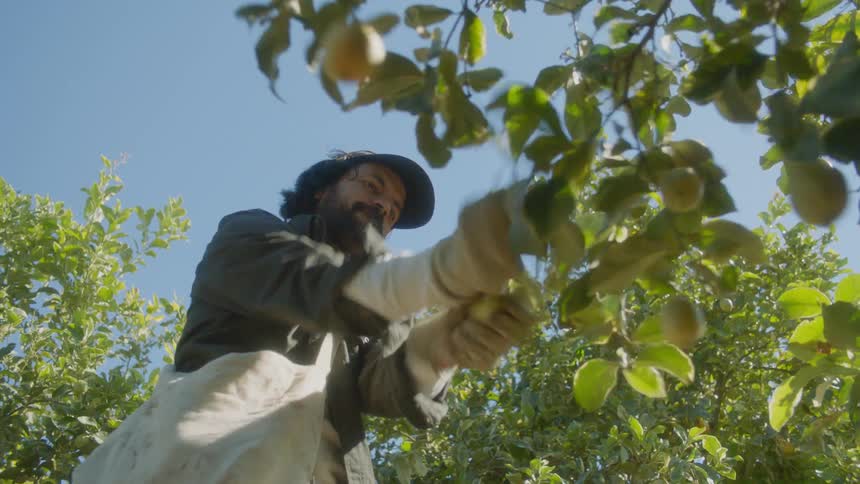 A man picks fruit off a fruit tree