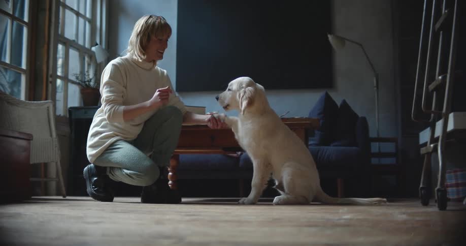 Woman shaking dogs paw