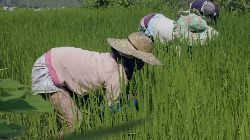 Three people in hats bend over in a field of tall grass