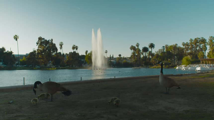 Ducks walking along path next to a pond