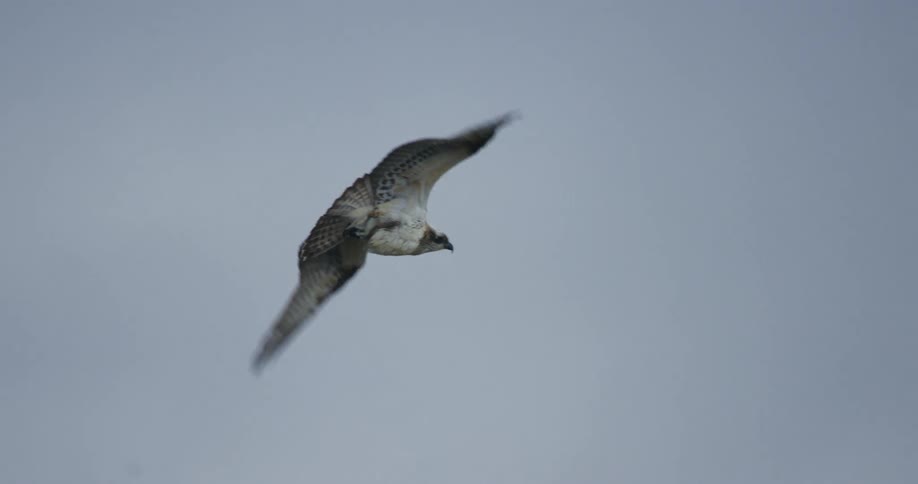 An eagle flying across a cloudy sky