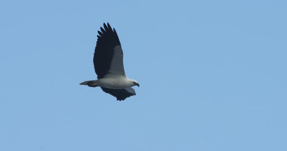A black and white bird flying in the sky