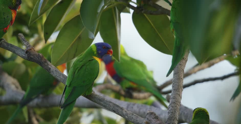 Colorful tropical birds on a tree branch in nature