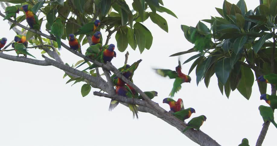 Colorful parrots fly onto and rest on a lush tree branch