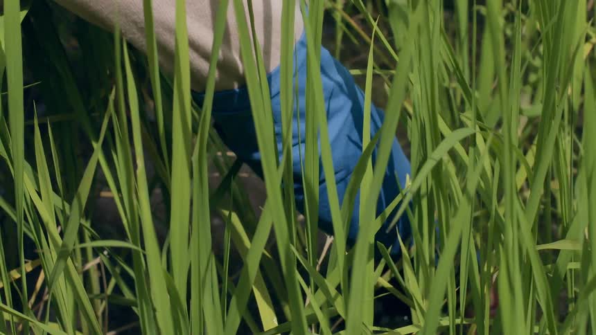 A person picks a rice plant from the shallow waters