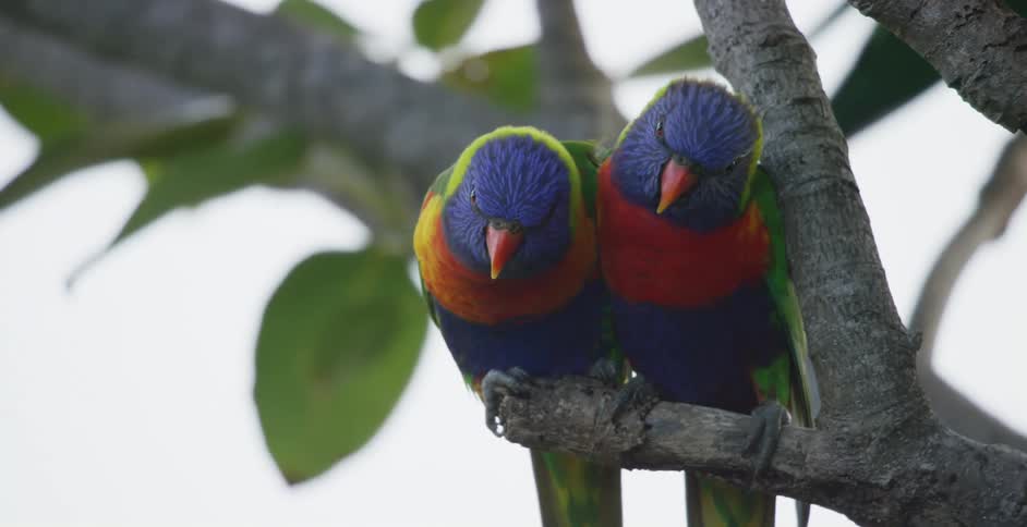 A pair of colorful lorikeet birds sit together on a small branch in a tree during the day