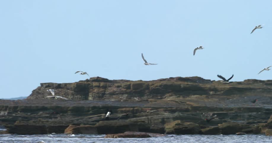 Birds are flying above the ocean water at midday