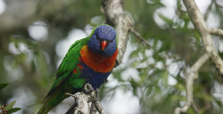 A parakeet on a tree branch outside