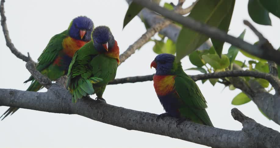 Three rainbow lorikeet parrots sit on a branch